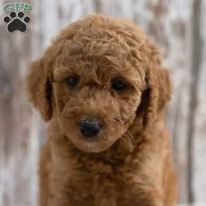 Keesha, Mini Labradoodle Puppy